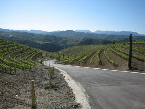 View of the vineyards from the winery